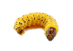 Houtworm 