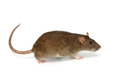 Ratten bestrijden
