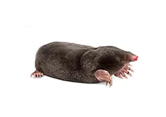 Mollen