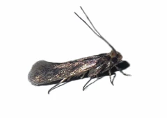 motmuggen