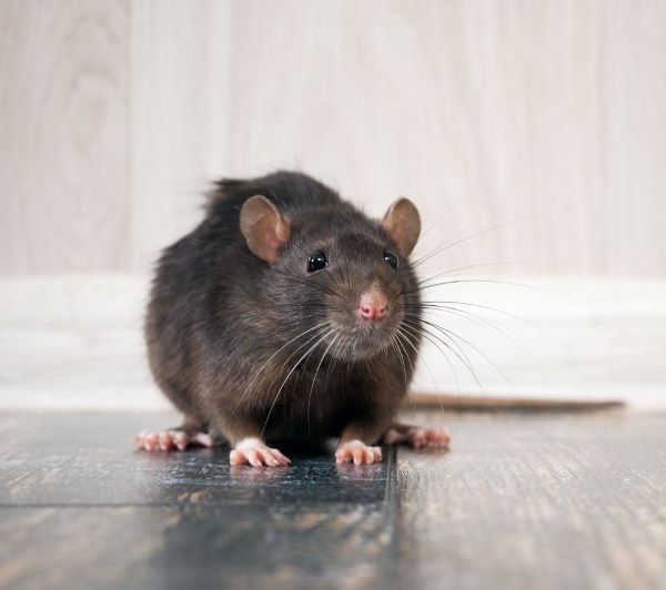 ratten bestrijden