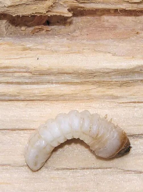 Houtworm bestrijden